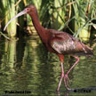 White-faced Ibis