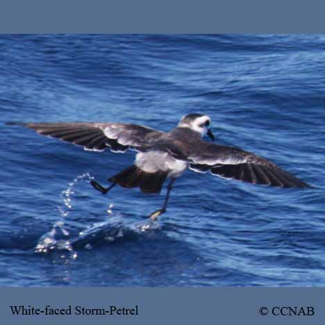 White-faced Storm-Petrel