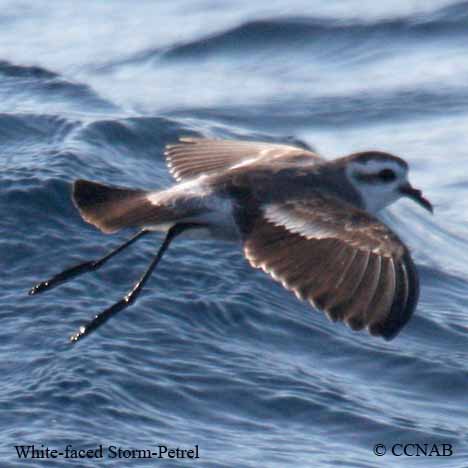White-faced Storm-Petrel