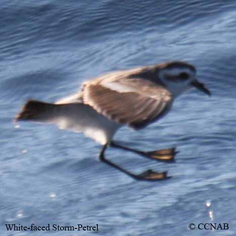 White-faced Storm-Petrel