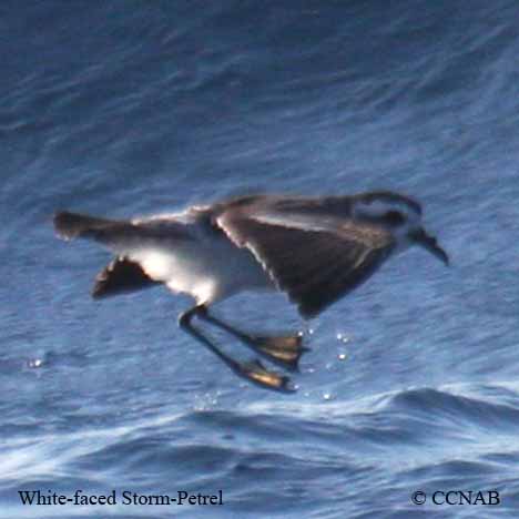 White-faced Storm-Petrel