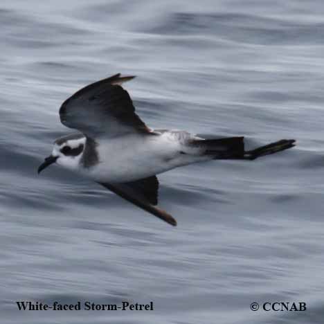 White-faced Storm-Petrel