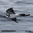 White-faced Storm-Petrel range map