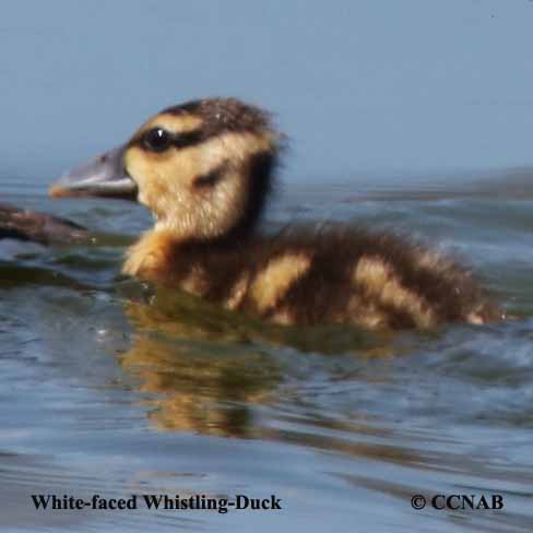 White-faced Whistling-Duck