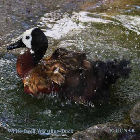 Birds of North America