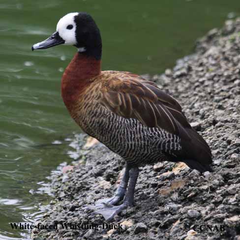 White-faced Whistling-Duck