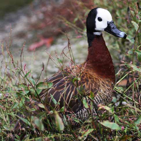 White-faced Whistling-Duck