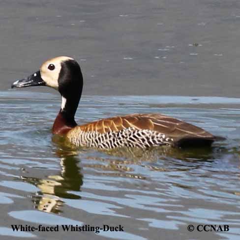 White-faced Whistling-Duck