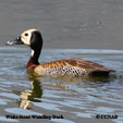 White-faced Whistling-Duck