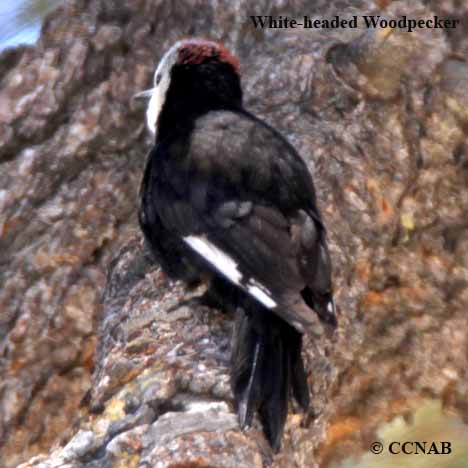 White-headed Woodpecker