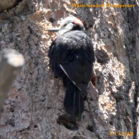 White-headed Woodpecker