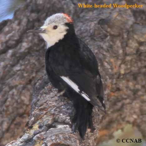 White-headed Woodpecker