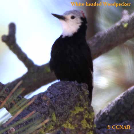 White-headed Woodpecker