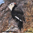 White-headed Woodpecker range map