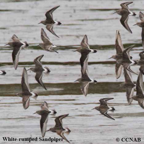 White-rumped Sandpiper