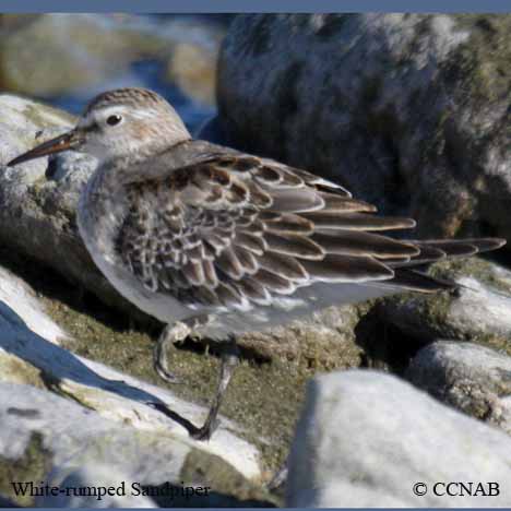 White-rumped Sandpiper