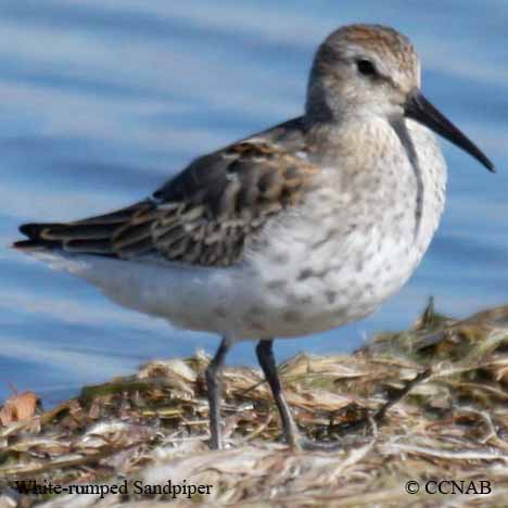 White-rumped Sandpiper