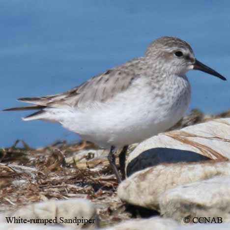 White-rumped Sandpiper