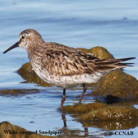 White-rumped Sandpiper