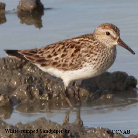 White-rumped Sandpiper