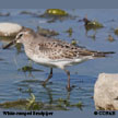 White-rumped Sandpiper range map