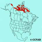 White-rumped Sandpiper range map