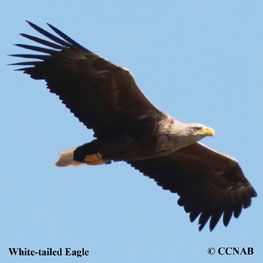 White-tailed Eagle range map