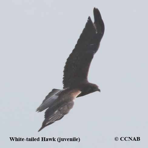 White-tailed Hawk