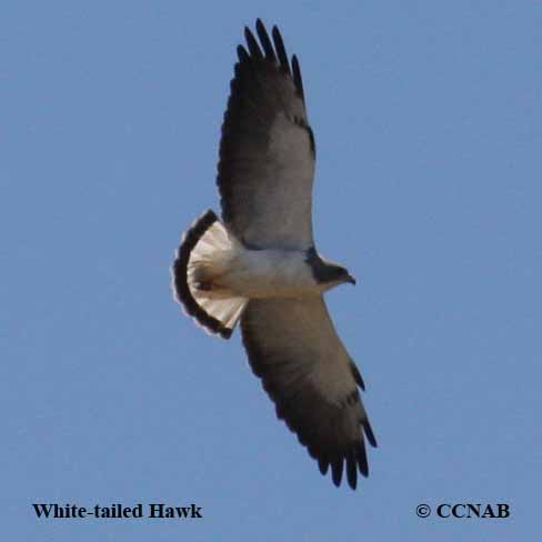 White-tailed Hawk