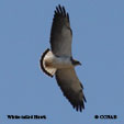 White-tailed Hawk range map