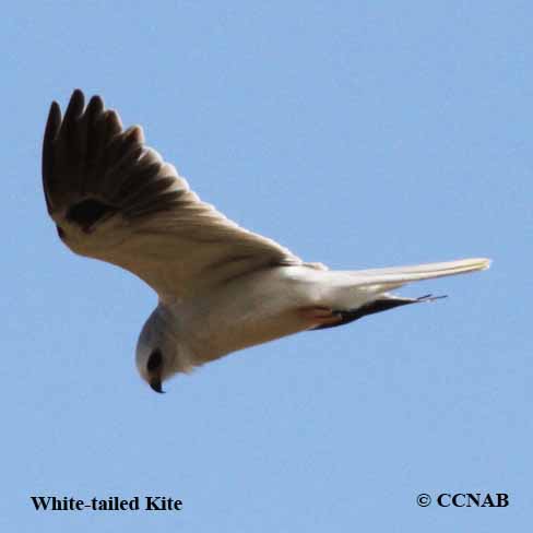 White-tailed Kite