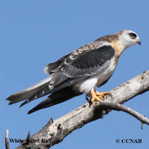 White-tailed Kite