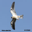 White-tailed Kite range map