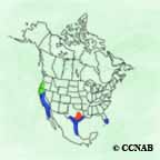 White-tailed Kite range map