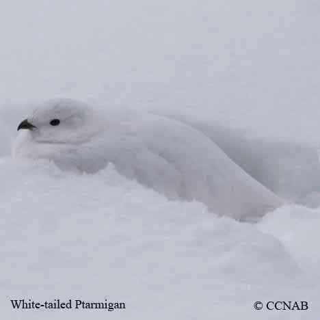 White-tailed Ptarmigan