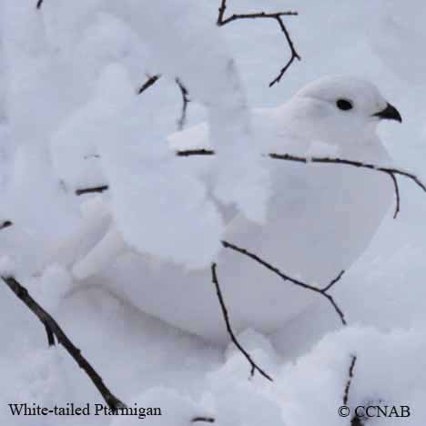 White-tailed Ptarmigan