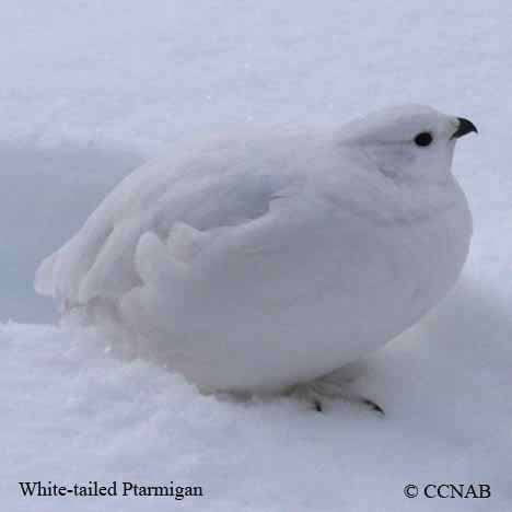 Birds of North America
