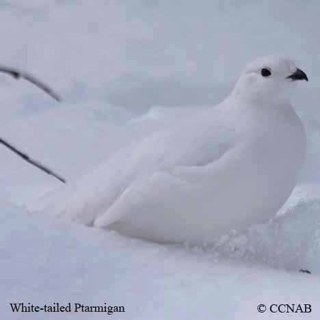 Birds of North America