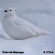 White-tailed Ptarmigan range map