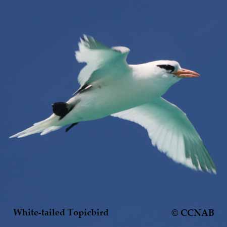 White-tailed Tropicbird