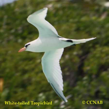 White-tailed Tropicbird