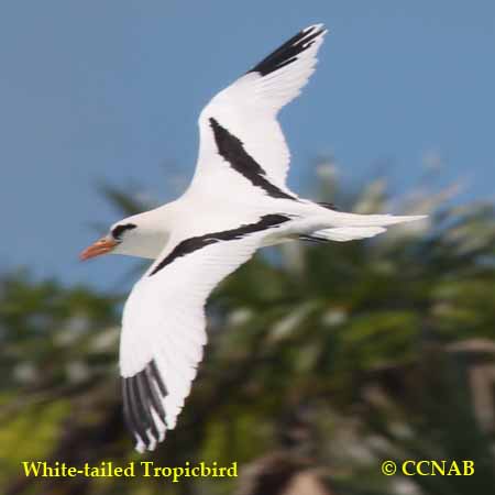 White-tailed Tropicbird