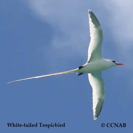 CCNAB