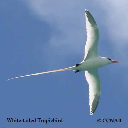 White-tailed Tropicbird