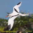 White-tailed Tropicbird range map