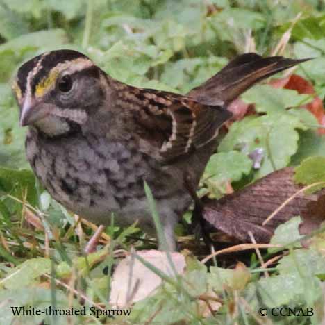 White-throated Sparrow