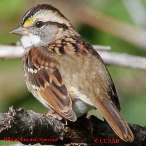 White-throated Sparrow