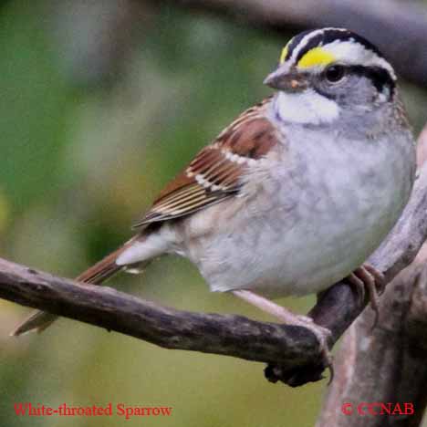 White-throated Sparrow