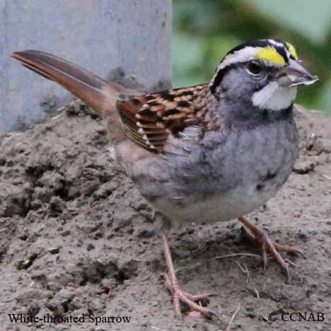 Birds of North America