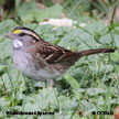 White-throated Sparrow